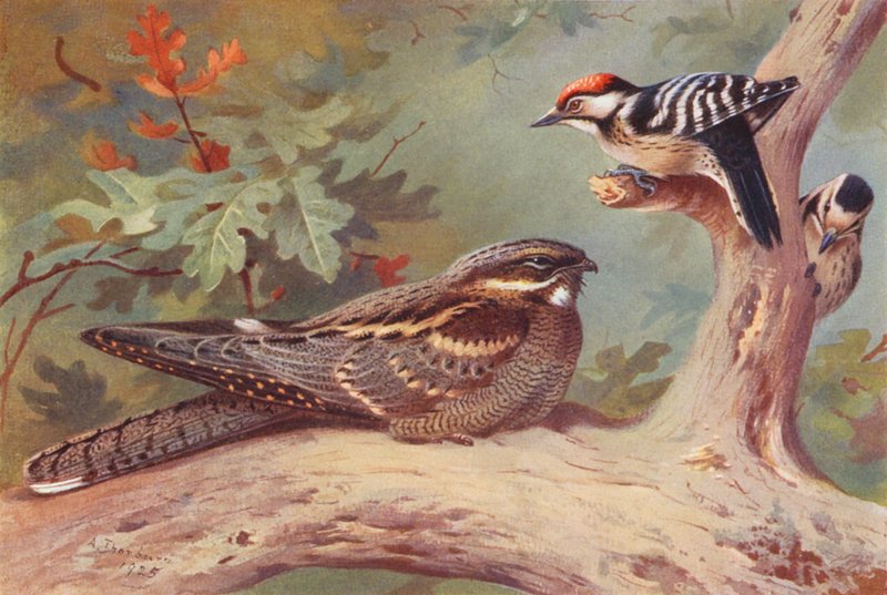 Ziegenmelker, Kleinspecht (männlich und weiblich) von Archibald Thorburn