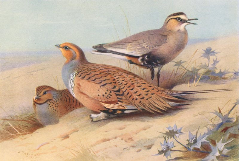 Pallas-Sandhuhn (männlich und weiblich), Geselliger Regenpfeifer von Archibald Thorburn