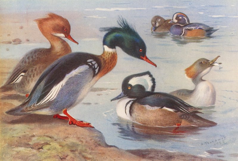 Mittelsäger (männlich und weiblich), Harlekinente (männlich und weiblich), Kapuzenente (männlich und weiblich) von Archibald Thorburn