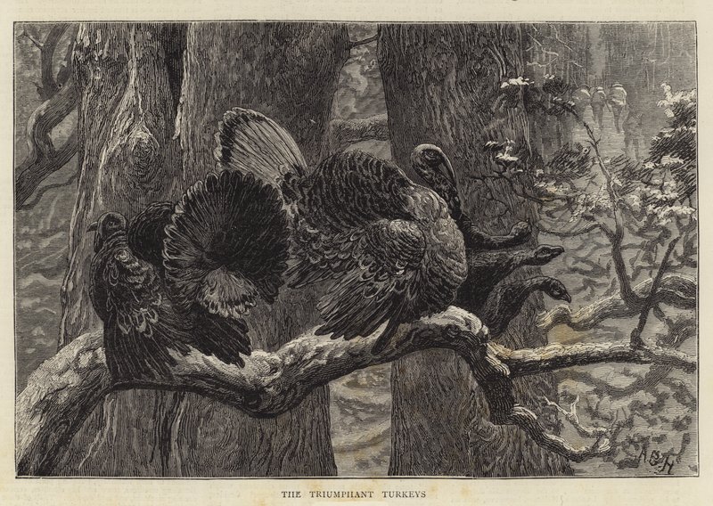 Die triumphierenden Truthähne von Arthur Boyd Houghton