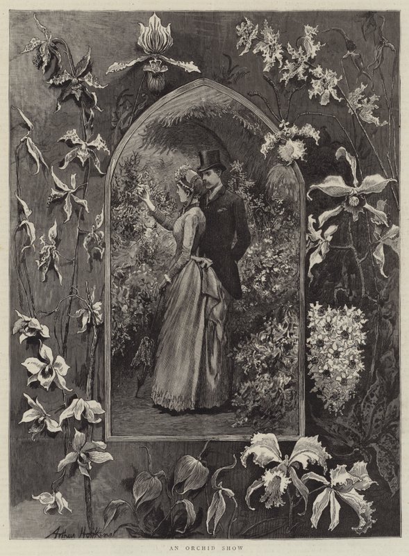 Eine Orchideenschau von Arthur Hopkins