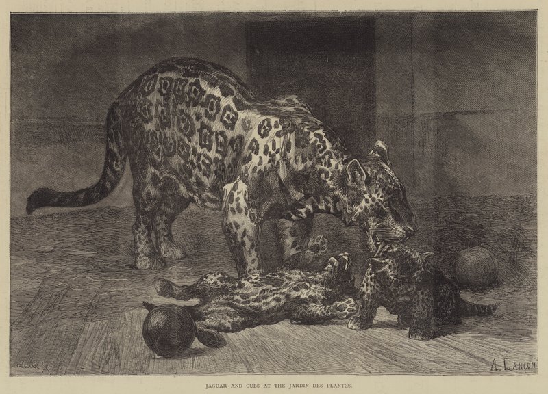 Jaguar und Junge im Jardin des Plantes von Auguste Andre Lancon