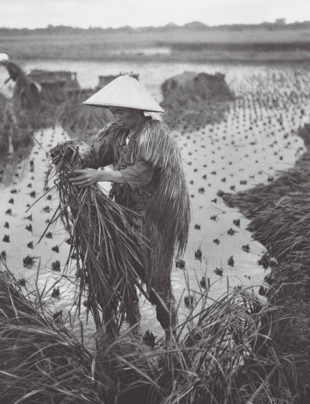 Japan: Reisernte in der Nähe von Niigata von Axel von Graefe