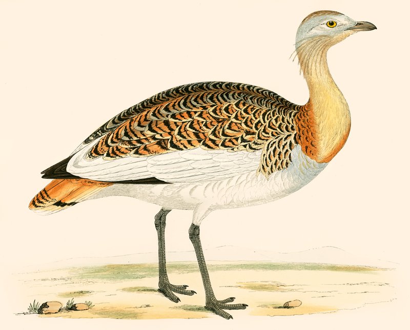 Großtrappe von Beverley R. Morris