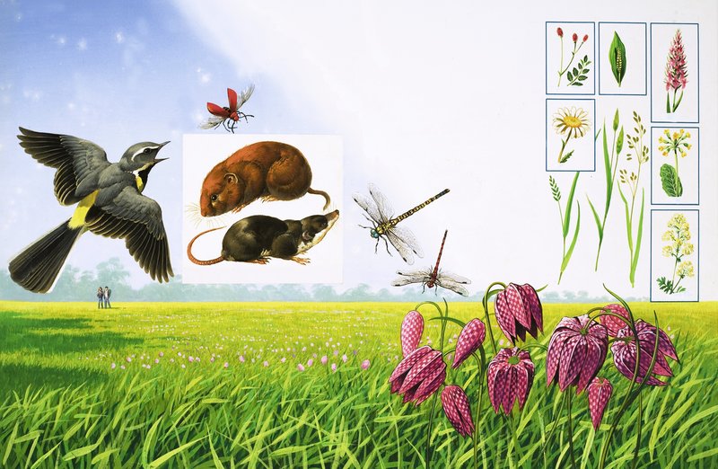 Die blühenden Felder, einschließlich Grauwürger, roter Kardinalkäfer, Feldmaus und verschiedene Gras- und Pflanzenarten von Bob Hersey