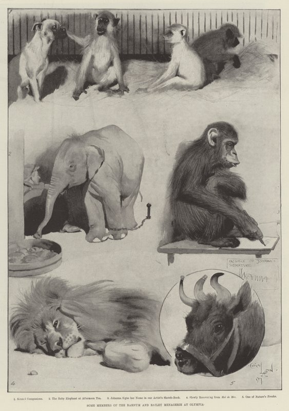 Einige Mitglieder der Barnum und Bailey Menagerie in Olympia von Cecil Charles Windsor Aldin