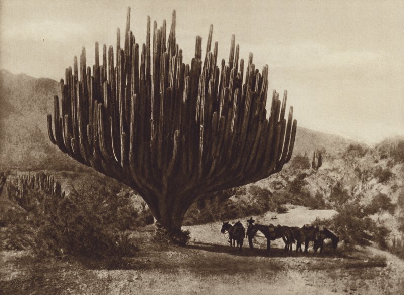 Mexiko: Kaktus in Kandelaberform, Oaxaca von Cecile Seler Sachs