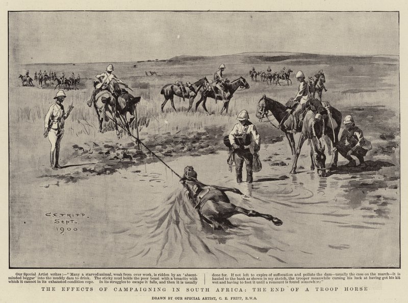Die Auswirkungen des Feldzugs in Südafrika, das Ende eines Truppenpferdes von Charles Edwin Fripp