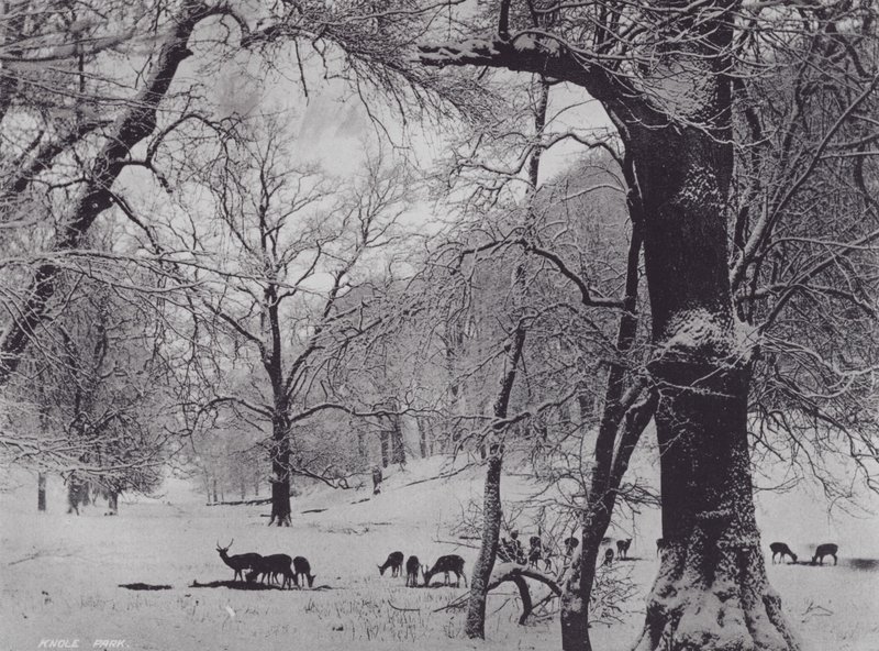 Knole Park (s/w Foto) von Charles Essenhigh Corke