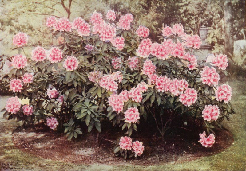 Rhododendron Pink Pearl, bei "The Heights," Witley, die Residenz von Mrs. Farnham von Charles Essenhigh Corke