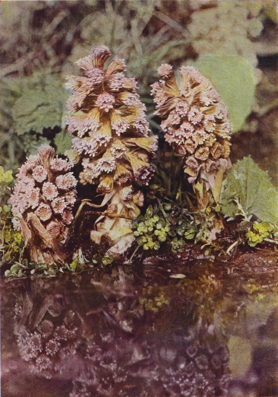 Wildblumen: Bitterkraut von Charles Essenhigh Corke
