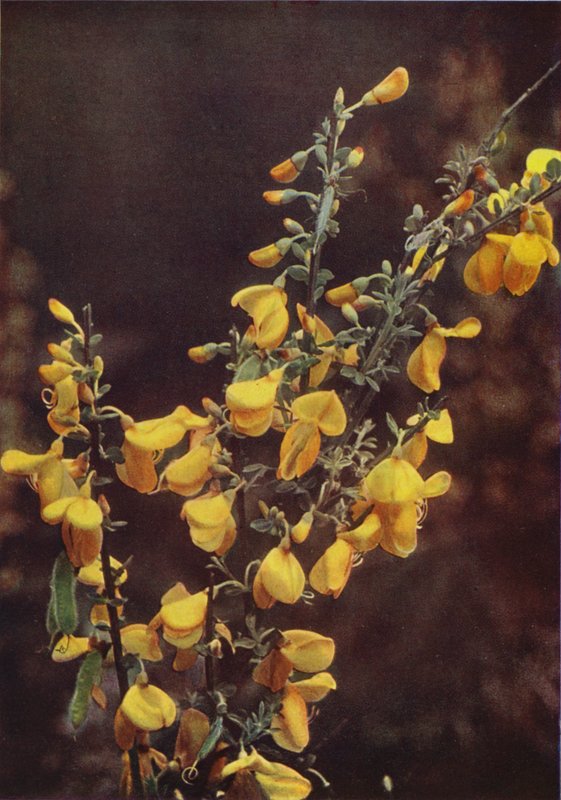 Wildblumen: Ginster von Charles Essenhigh Corke