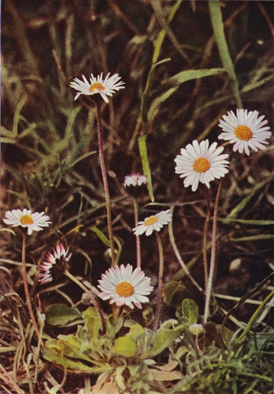 Wildblumen: Gänseblümchen von Charles Essenhigh Corke