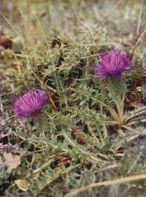 Wildblumen: Zwergdistel von Charles Essenhigh Corke