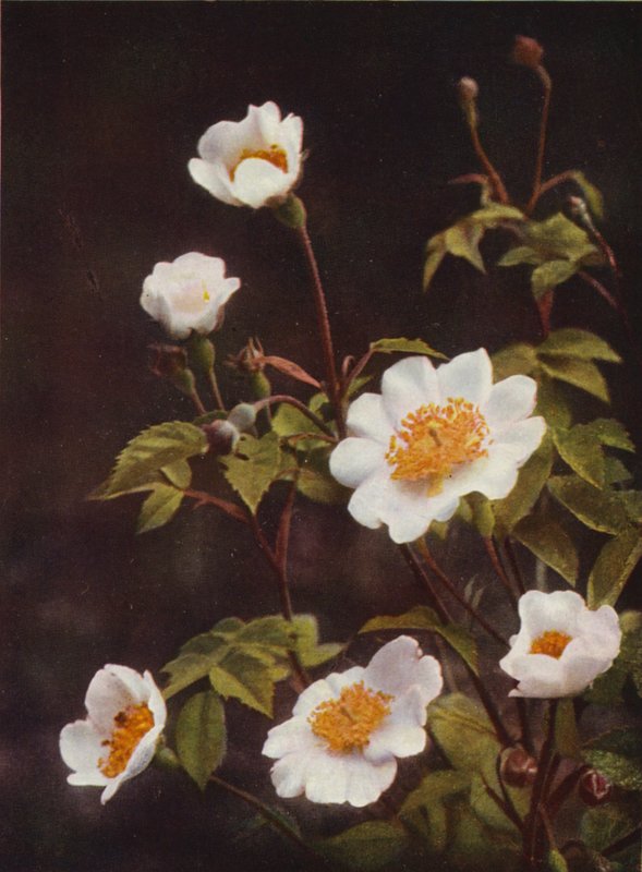 Wildblumen: Feldrose von Charles Essenhigh Corke