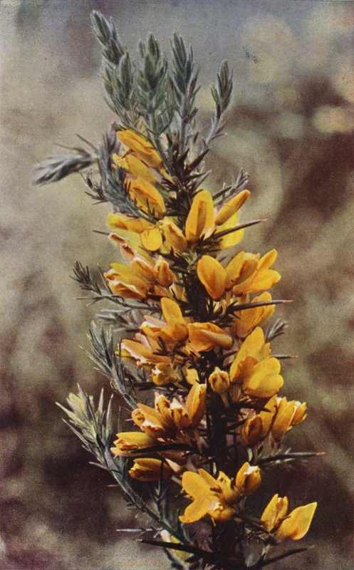 Wildblumen: Stechginster von Charles Essenhigh Corke