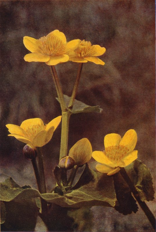 Wildblumen: Sumpfdotterblume von Charles Essenhigh Corke