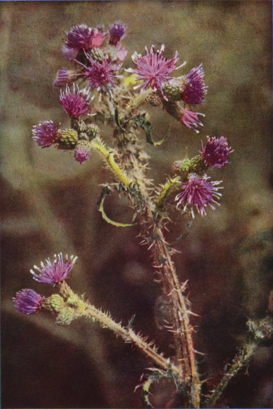 Wildblumen: Sumpf-Distel von Charles Essenhigh Corke