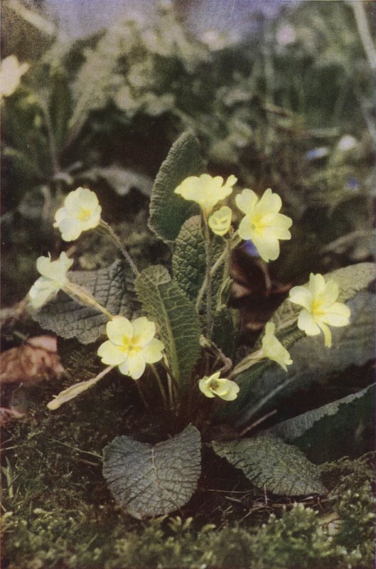 Wildblumen: Primel von Charles Essenhigh Corke