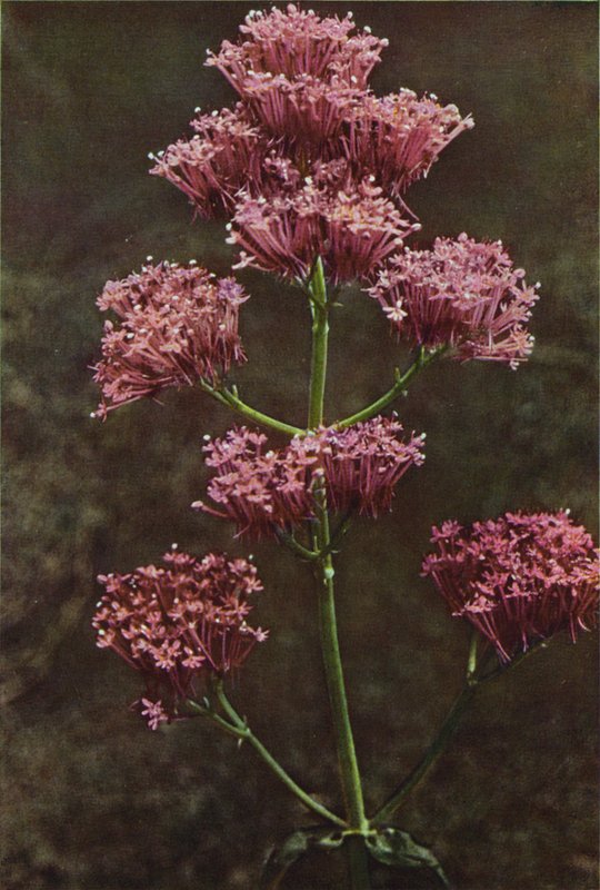 Wildblumen: Rote Spornblume von Charles Essenhigh Corke