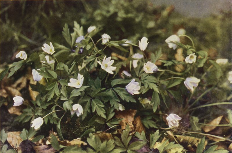 Wildblumen: Buschwindröschen von Charles Essenhigh Corke