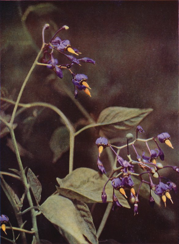 Wildblumen: Bittersüßer Nachtschatten von Charles Essenhigh Corke
