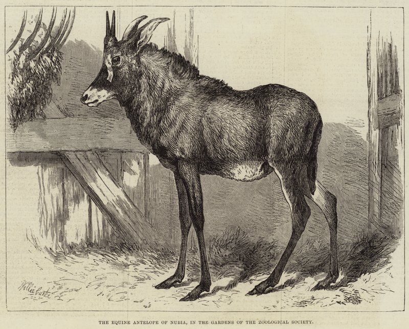 Die Pferdeantilope von Nubien, in den Gärten der Zoologischen Gesellschaft von Charles William Carter