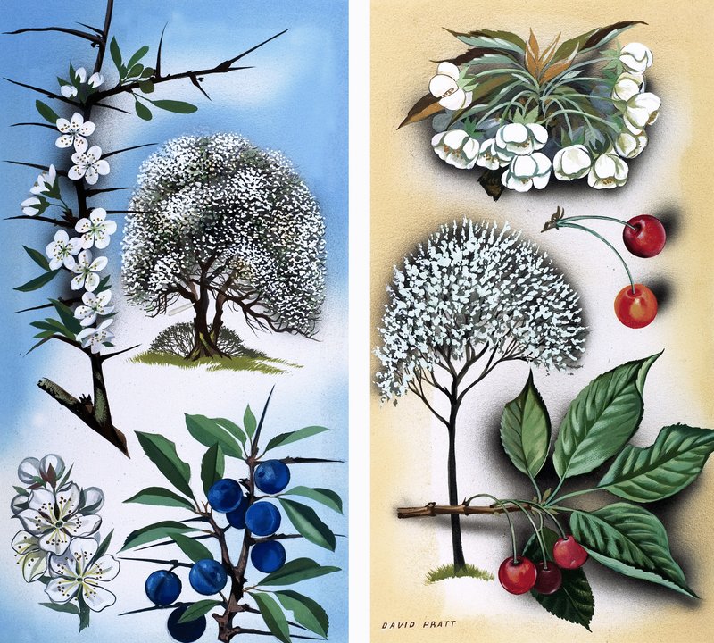 Alle Arten von Wildobstbäumen: Schlehe & Wildkirsche von David Pratt