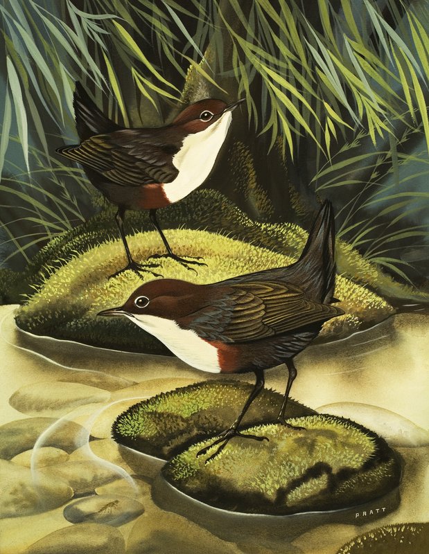 Die Wasseramsel, auch bekannt als Wasseramsel von David Pratt