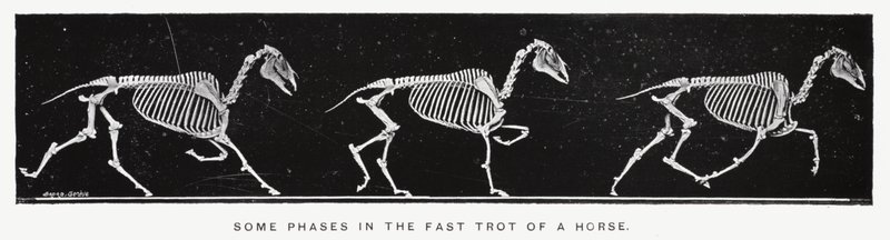 Eadweard Muybridge: Einige Phasen des schnellen Trabens eines Pferdes von Eadweard Muybridge