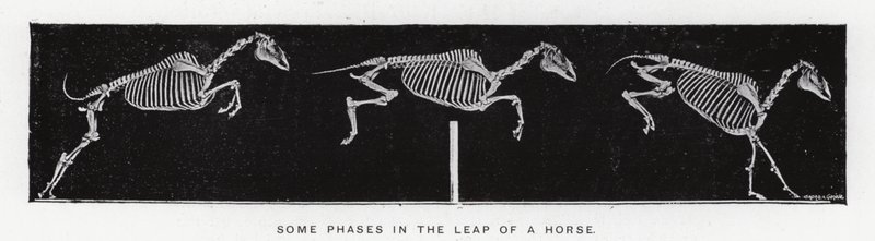 Eadweard Muybridge: Einige Phasen im Sprung eines Pferdes (s/w Foto) von Eadweard Muybridge