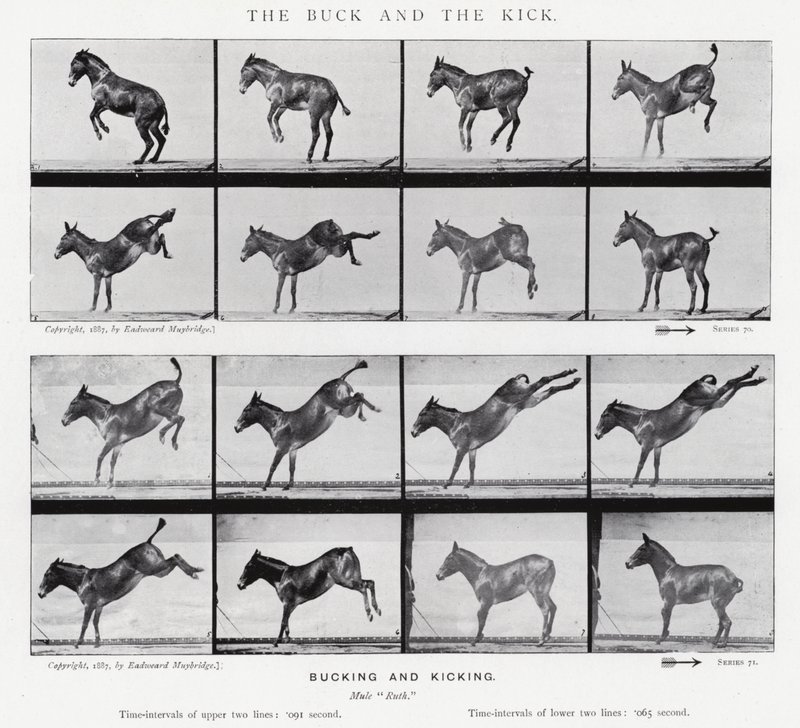 Eadweard Muybridge: Der Bock und der Tritt von Eadweard Muybridge