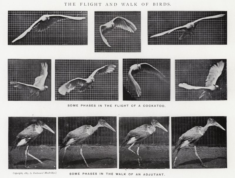 Eadweard Muybridge: Der Flug und Gang der Vögel (s/w Foto) von Eadweard Muybridge