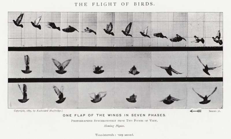 Eadweard Muybridge: Der Flug der Vögel (s/w Foto) von Eadweard Muybridge