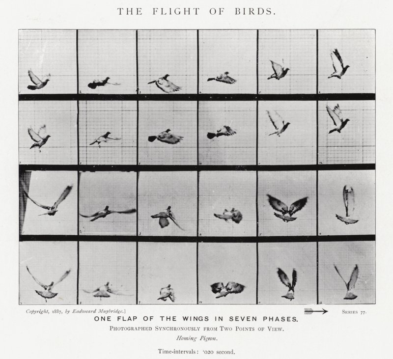 Der Flug der Vögel von Eadweard Muybridge
