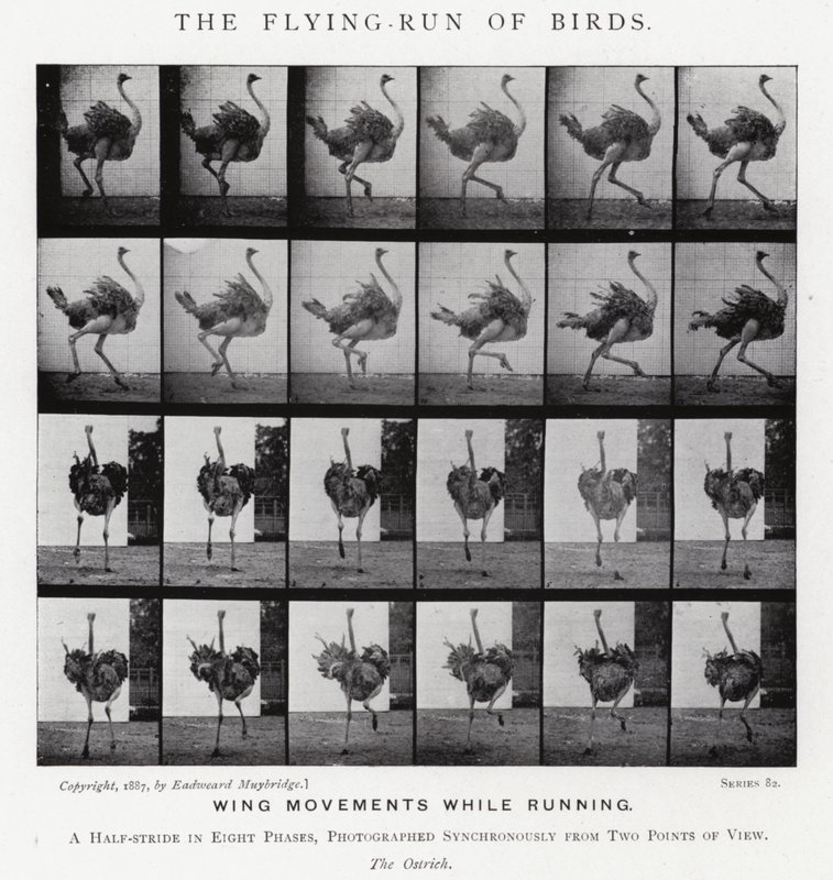 Der Fluglauf der Vögel von Eadweard Muybridge