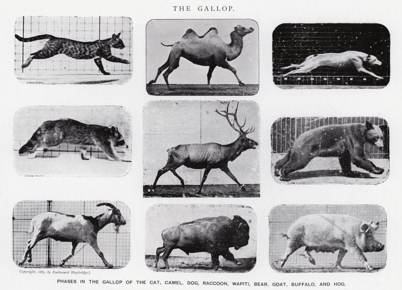 Eadweard Muybridge: Der Galopp (s/w Foto) von Eadweard Muybridge