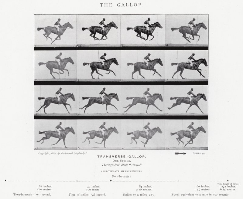 Eadweard Muybridge: Der Galopp (s/w Foto) von Eadweard Muybridge