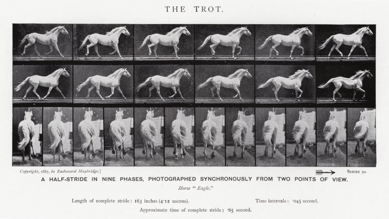 Eadweard Muybridge: Der Trab (s/w Foto) von Eadweard Muybridge