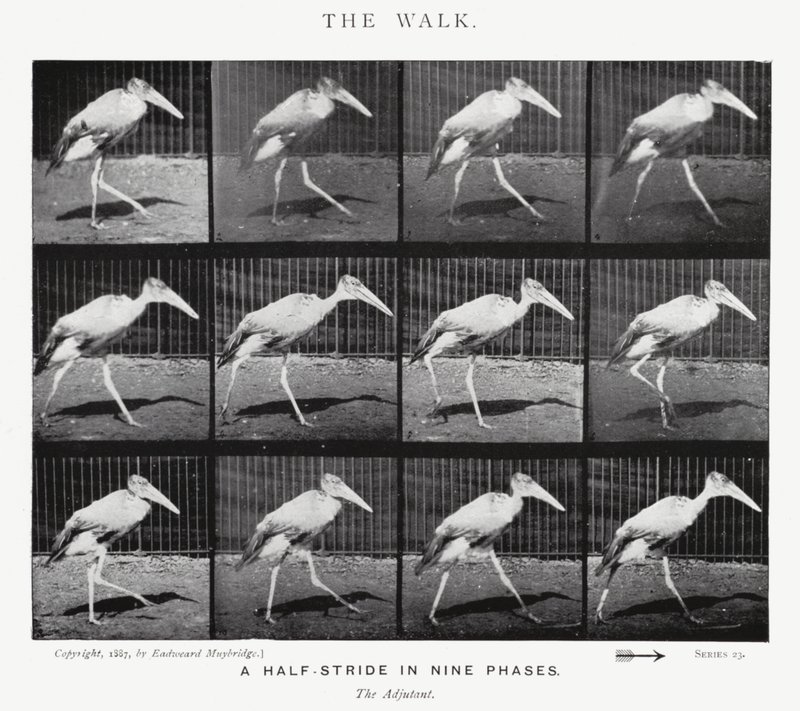 Der Spaziergang von Eadweard Muybridge