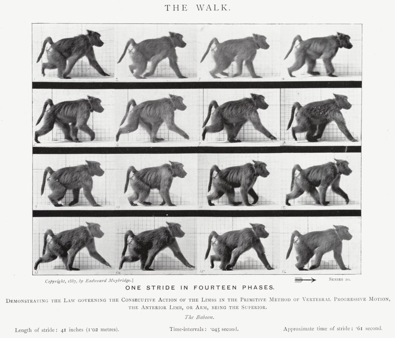 Der Spaziergang von Eadweard Muybridge