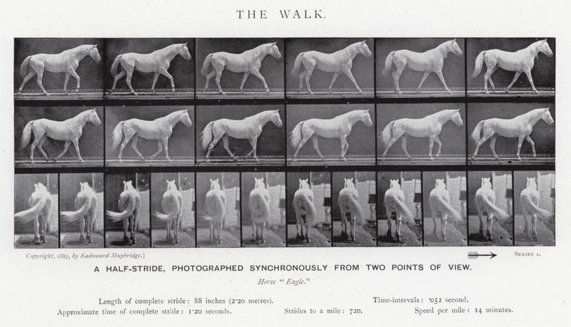 Eadweard Muybridge: Der Gang (s/w Foto) von Eadweard Muybridge