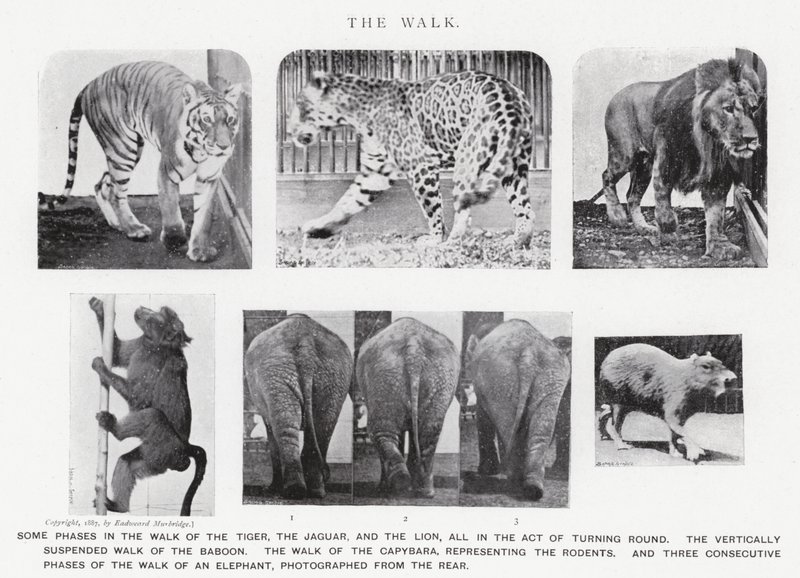 Eadweard Muybridge: Der Gang von Eadweard Muybridge