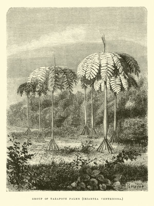Gruppe von Tarapote-Palmen, Iriartea ventricosa von Edouard Riou