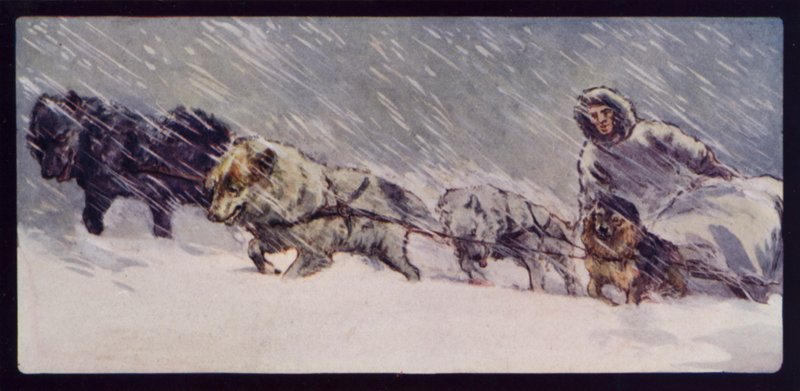 Ein Eskimo-Schlittenhundeteam von Edwin Noble