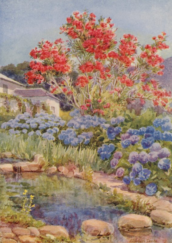 Hortensien am Wasser, Bishopscourt, nahe Kapstadt von Elizabeth Drake