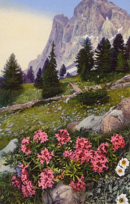 Alpenblumen: Daphne Striata mit Dryas Octopetala (rechts) von English Photographer