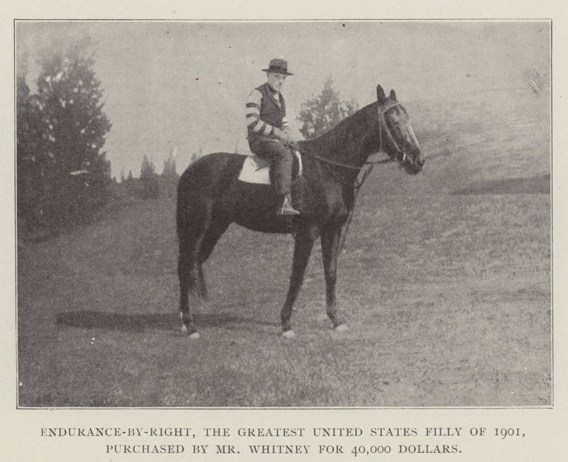 Endurance-by-Right, die größte Stute der Vereinigten Staaten von 1901, gekauft von Mr. Whitney für 40.000 Dollar von English Photographer