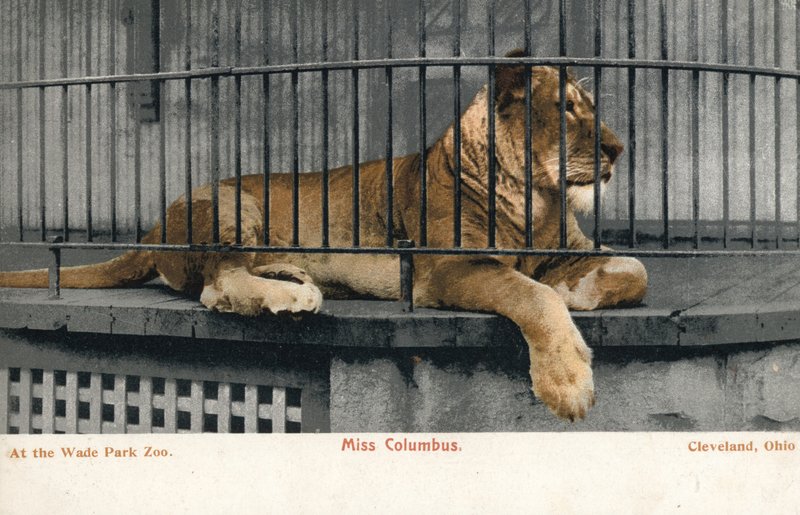 Weiblicher Löwe, Miss Columbus, Wade Park Zoo, Cleveland, Ohio von English Photographer