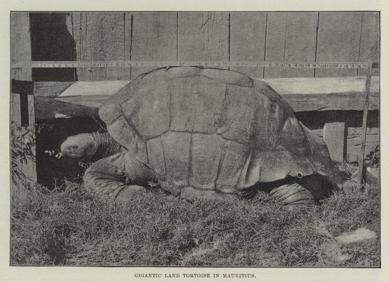 Gigantische Landschildkröte auf Mauritius von English Photographer